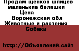 Продам щенков шпицев маленькие беляшки › Цена ­ 20 000 - Воронежская обл. Животные и растения » Собаки   